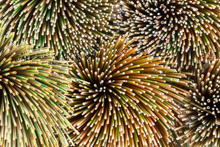 Dried sedge plants, bundled together for use in making products.