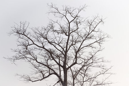 Dead tree in the meadow at sunrise, Thailand.の写真素材