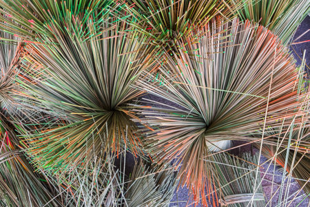 Dried sedge plants are dyed with beautiful colors for decoration.の写真素材