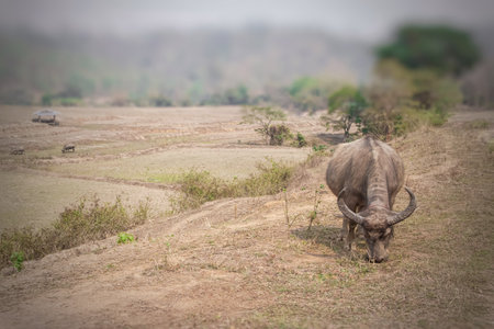 Buffaloes graze on grass by the rice paddies in the summer.