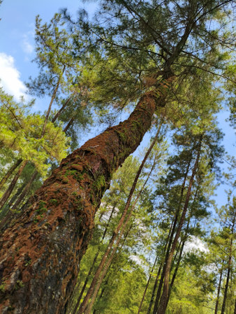 Pine trees in the forest at Loji National Park, Indonesia