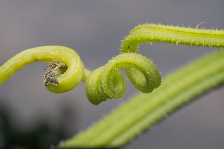 Cucumber sprout in the garden. Close-up.