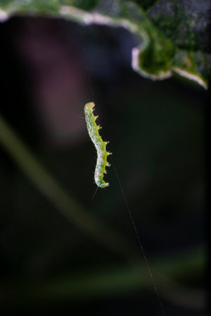 Caterpillar on the leaf of a plant. Macro photography.