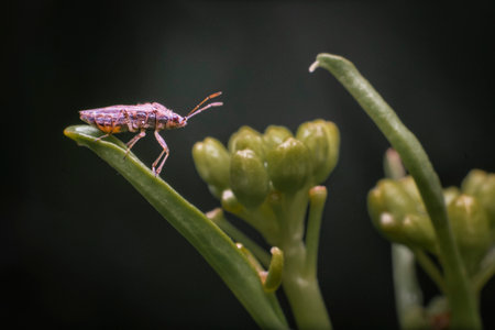 A closeup of a brown bug sitting on a green leaf.の写真素材