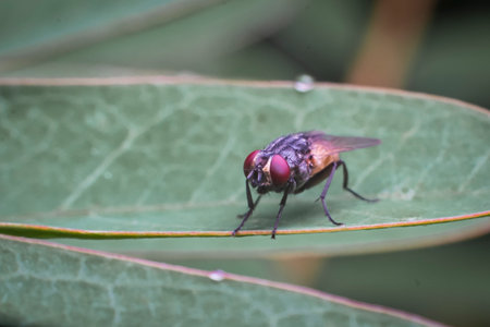 Fly on a leaf of eucalyptus plant in natureの写真素材