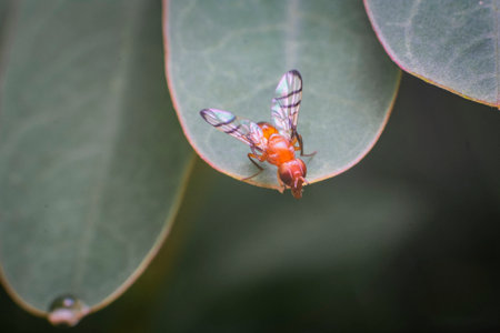 Fly on the leaf of eucalyptus tree in the garden