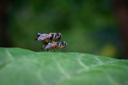 Two flies mating on a green leaf. Shallow depth of field.の写真素材