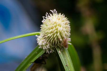 Close up of a flower in the garden. Shallow depth of field.