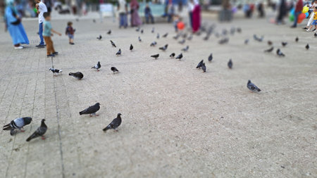 Pigeons walk on the pavement as people pass by in the blurred background city of Casablanca Morocco Square Mohammed V fountainの写真素材