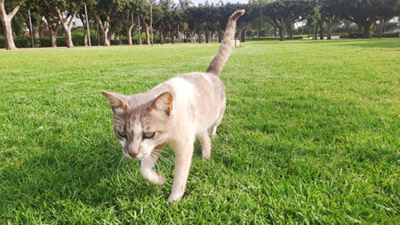 Curious cat is walking on a grass field in a public parkの写真素材