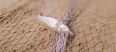 Dead fish lies entangled in a discarded fishing net on a sandy beach, highlighting the dangers of plastic pollution and ghost fishing to marine lifeの写真素材
