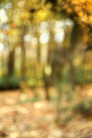Autumn texture and background in the woodsの写真素材