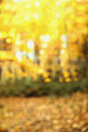 Autumn texture and background in the woods