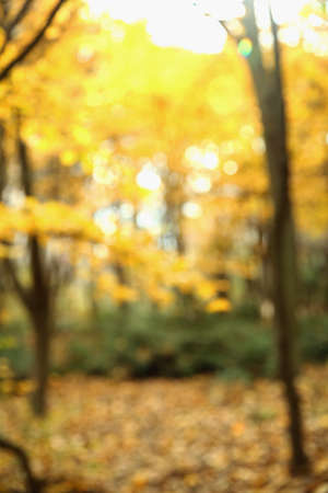 Autumn texture and background in the woods