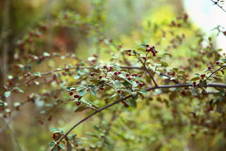Close-up of ripe hawthorn on tree branch . Azerbaijanの写真素材