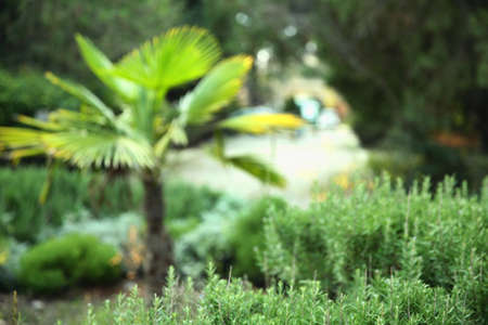 Green backgrounds and textures in the gardenの写真素材