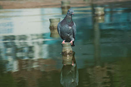 The Dove sits in the water over the fantasy turbanの写真素材