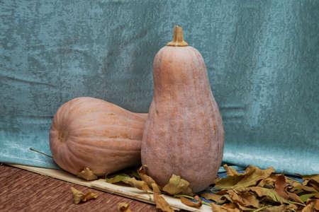 Pumpkins decor with autumn cracks. Pumpkins in autumnの写真素材