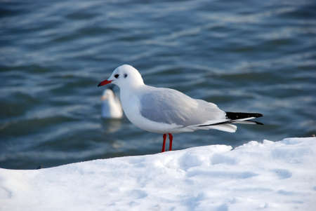 Gull on snow with Caspian Sea . Snow on the gull of the seaside .の写真素材