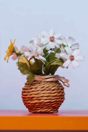 Wooden Flower pots and white gold roses . Beautiful white ranunculus wooden plant.の写真素材