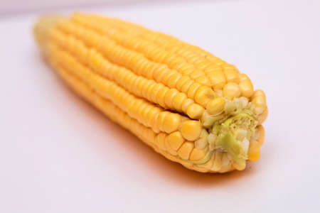 Fresh waxy corn kernel white and yellow in one ear on a white background. Gold yellow ripe maize close-upの写真素材