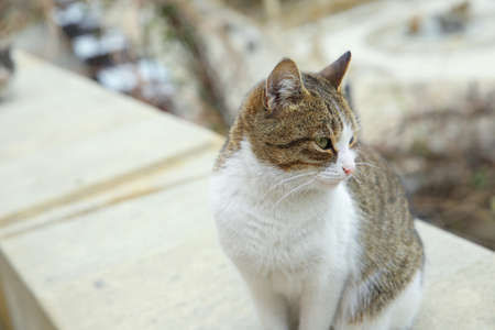 Grey and white cat