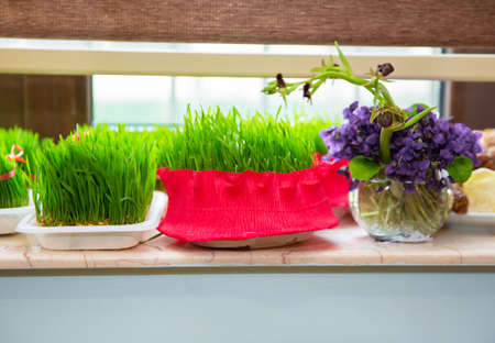 Novruz national Azerbaijan holiday spring new year celebration concept, wheat grass semeni . A...