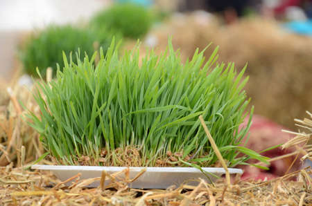 Novruz national Azerbaijan holiday spring new year celebration concept, wheat grass semeni . A seminal siege on a red ribbon on a dry grassの写真素材