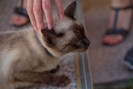 The beautiful Siamese catの写真素材