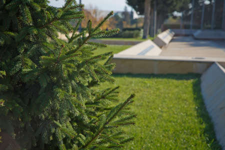 natural outdoor christmas hipster concept . Pine branch shot in natural forest. Small pince branch shot in countryside village forest. branch of coniferous tree .の写真素材