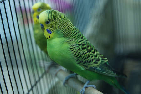 Green wavy parrot sits in a cage