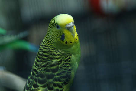 Budgie . Parakeets . Green wavy parrot sits in a cage . Rosy Faced Lovebird parrot in a cage . birds...