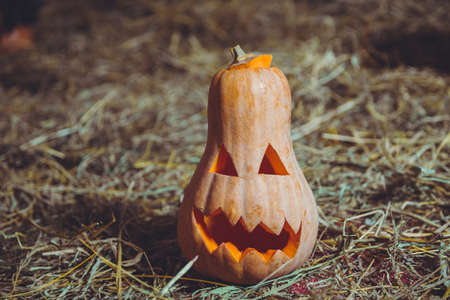 Halloween pumpkin grinning in the most evil fashion . Spooky Halloween Jack o Lantern . Pumpkin on dry straw in autumn on a background . In preparation for Halloweenの写真素材