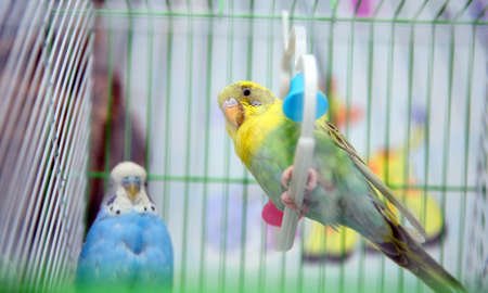 Green and blue budgerigar parrot close up sits on cage near the mirror. Cute green budgie .Parrot eats from dry ear grass. Cute green budgie sits in birdcage and pecksの写真素材