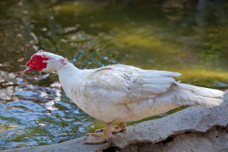 Muscovy duck, Cairina moschata, Anatidae, Anseriformes . His head is a white duck. a mute duck cairina moschata rests on a boulder in the middle of the pond with his chicks .の写真素材