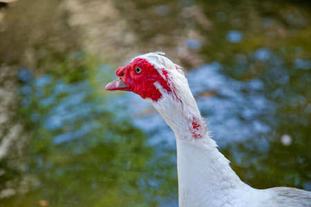 Muscovy duck, Cairina moschata, Anatidae, Anseriformes . His head is a white duck. a mute duck...
