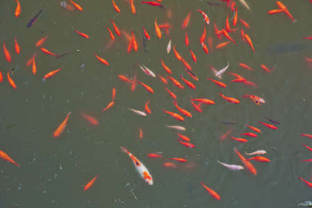 Zoological image of red fish showing . The red fish is a fish. Amazing beautiful vivid red-orange...