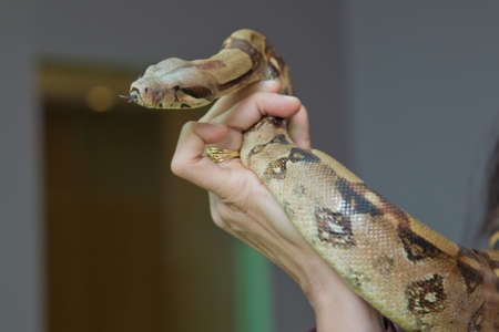 holding the snake in his hand . Man holds snake boa in his hands. Dangerous profession . Great Basin Gopher Snake Pituophis catenifer deserticola with his tongue hanging out in the hands ofの写真素材