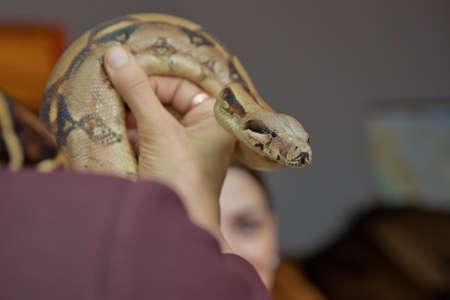 holding the snake in his hand . Man holds snake boa in his hands. Dangerous profession . Great Basin...