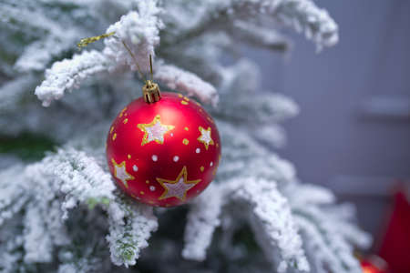 Red on a branch of a New Year's fir-tree . Branches Christmas red and gold ball . New year background decorations Christmas whitr tree green nature Christmas green ball .の写真素材