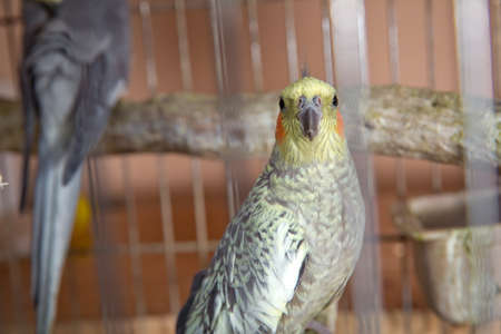 Budgie . Parakeets . Green wavy parrot sits in a cage . Rosy Faced Lovebird parrot in a cage . birds...