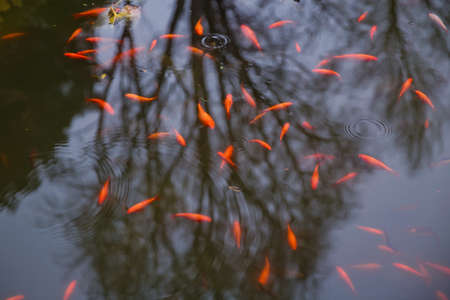 Zoological image of red fish showing . The red fish is a fish. Amazing beautiful vivid red-orange Colorful Koi fish clean water pond lake for background and wallpaper useの写真素材