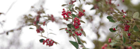 Rowan berries and leaves . red berries and colorful leaves. Selective focus . Amazing benefits of rowan berries. vitamin C. Red berries and leaves on branch close up.の写真素材