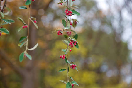 Rowan berries and leaves . red berries and colorful leaves. Selective focus . Amazing benefits of rowan berries. vitamin C. Red berries and leaves on branch close up.の写真素材