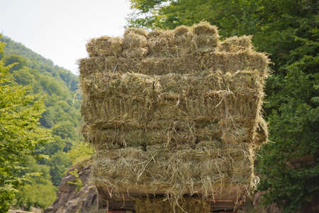 The truck carries rolls of hay against the background of the forest and mountains. After the harvest. Early autumn. The truck is carrying hay. hay carrier at the interurban road.の写真素材