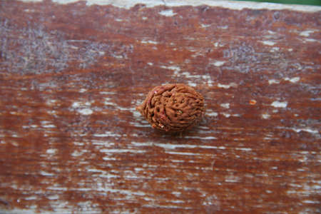 peach fruit stone isolated on wooden background . Peach pit closeup isolated on wooden background.の写真素材