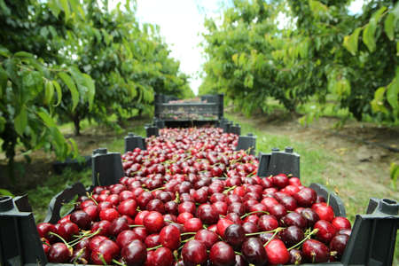 Picking cherries in the orchard . Boxes of freshly picked lapins cherries. Industrial cherry...