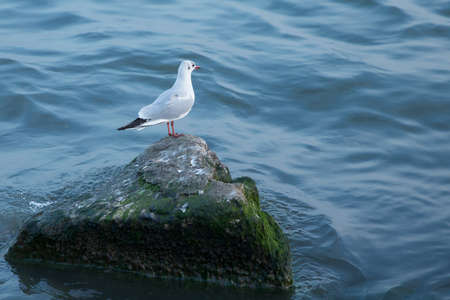 Sea gull looking out to sea . Seagull on rock near the sea in nature . The Seagull is standing on a...