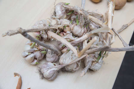 Garlic isolated on white background . Garlic with skin and peeling on a white background . long...