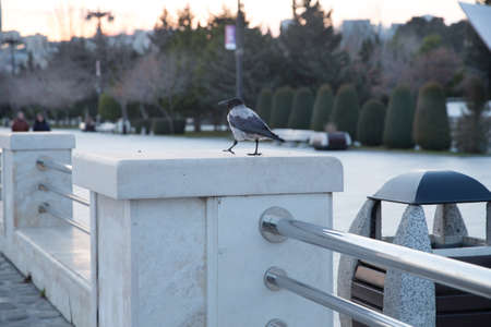 The crow carries on the stone in the park . Hooded Crow standing on stone against the cloudy sky and with the sea background. grey crow standing on the stone edge . black crow stands on a stone.の写真素材